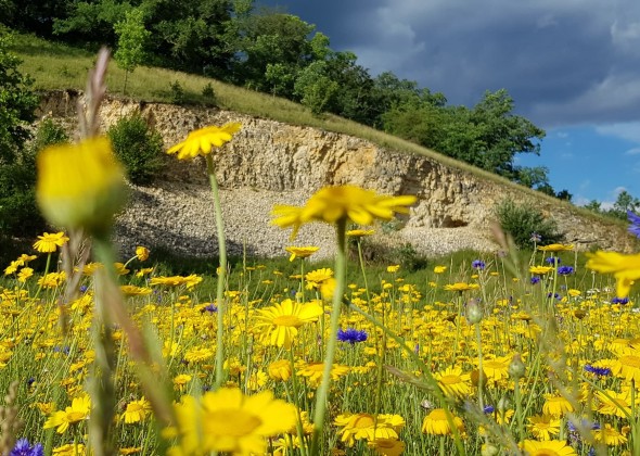 Blumenwiese Steinheim sKreuz Steinheim