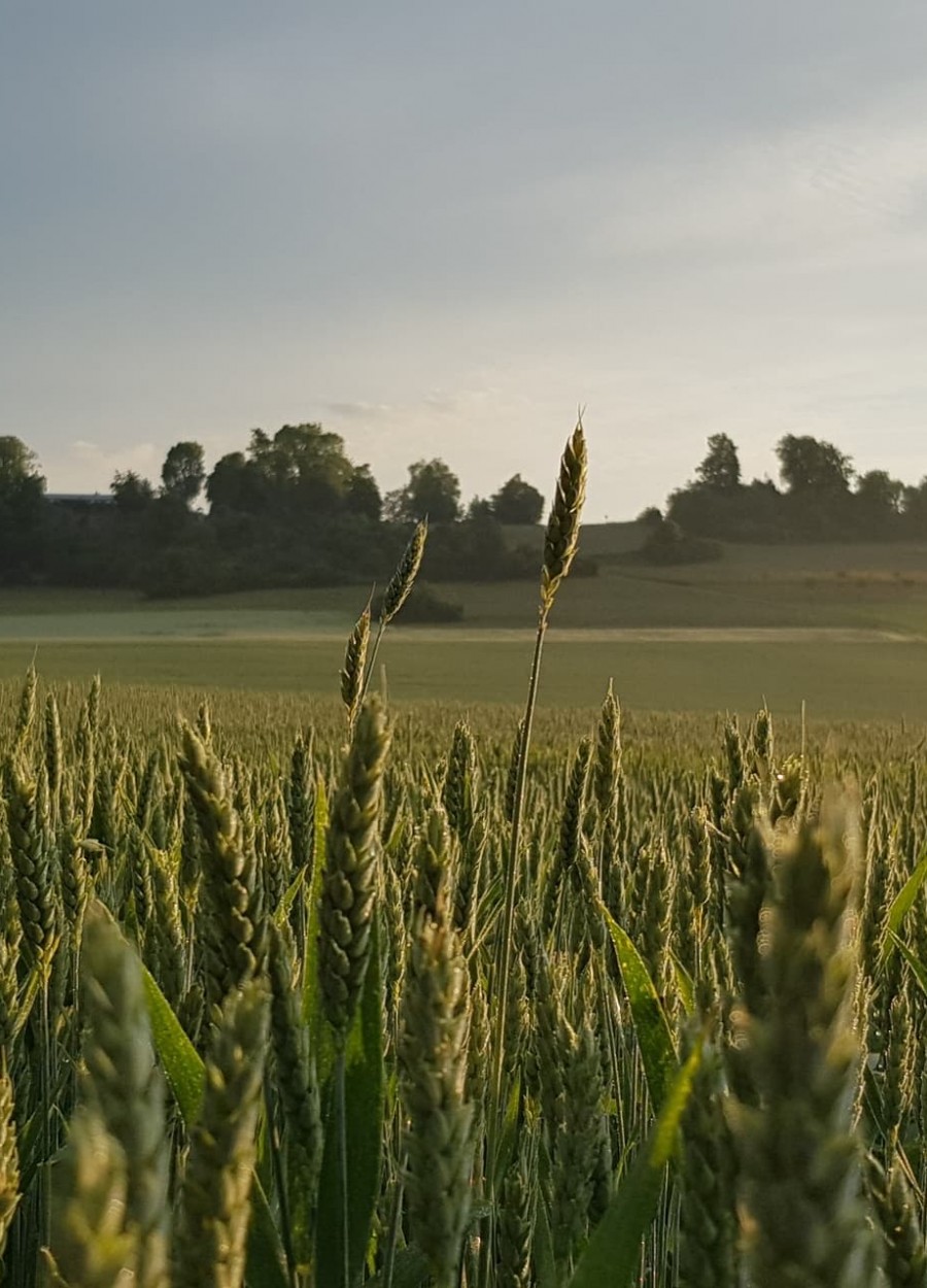 Feld Umgebung Schwäbische Feld