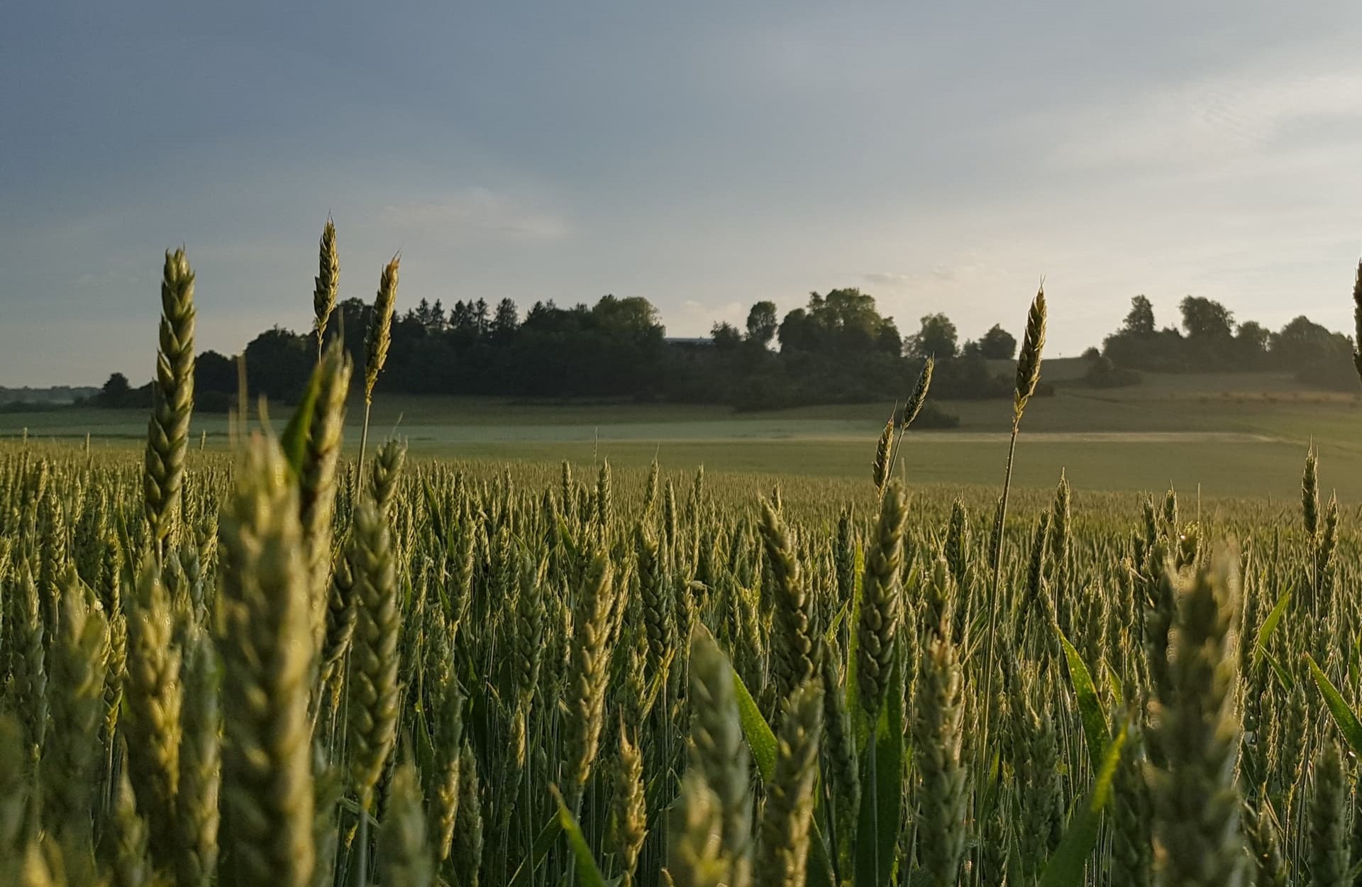 Feld Umgebung Schwäbische Feld