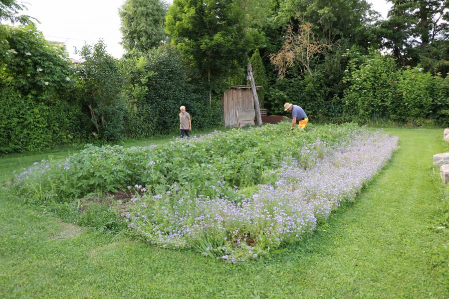 Kartoffelacker sKreuz Steinheim