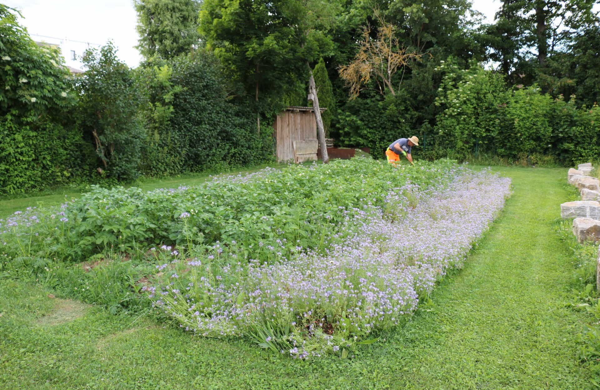 Kartoffelacker Garten sKreuz Steinheim 