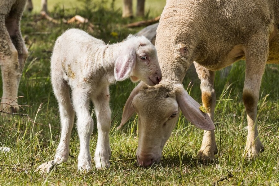 Mutterschaf mit Lamm Schafherde Schwäbische Alb 