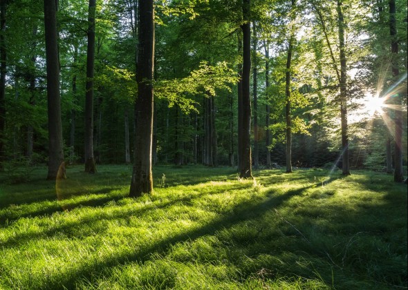 Waldbaden sKreuz Steinheim