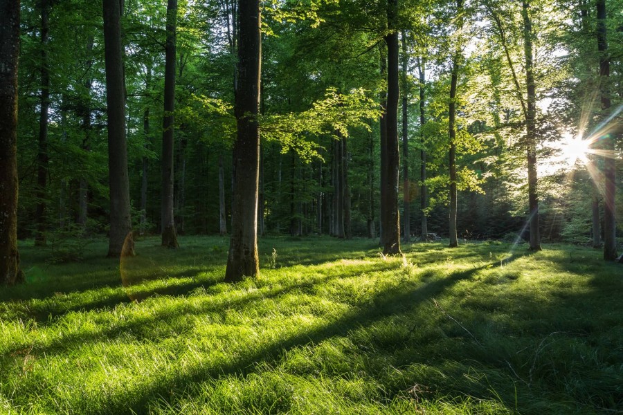 Wald Schwäbische Ostalb Umgebung 